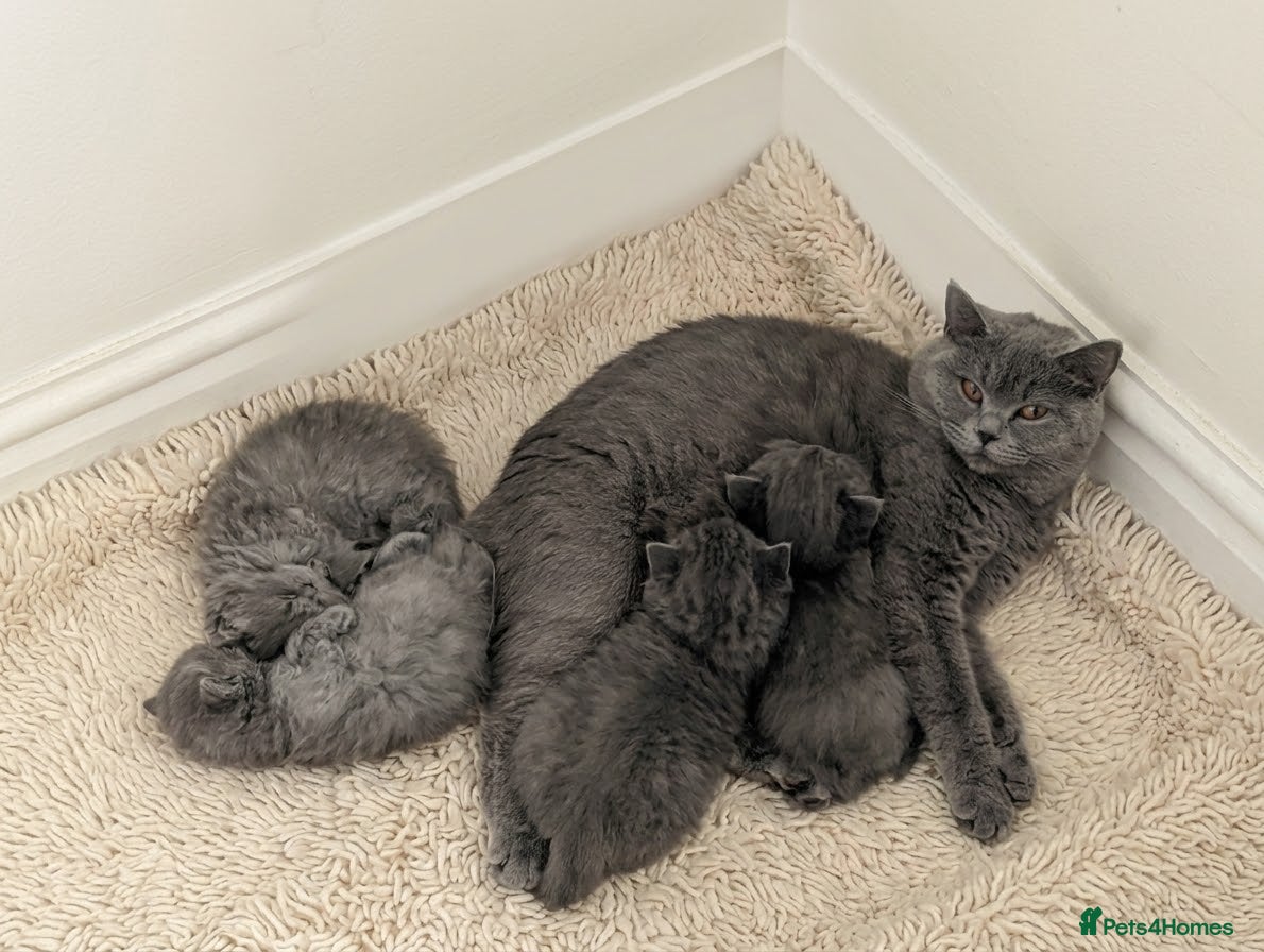 British Shorthair cats Purebred British Shorthair Kittens Available! - Advert 1