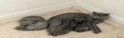 British Shorthair cats for sale: Purebred British Shorthair Kittens Available! - Advert 1