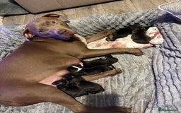 Mixed Breed dogs for sale: Beautiful 8 week old pups  - Advert 1