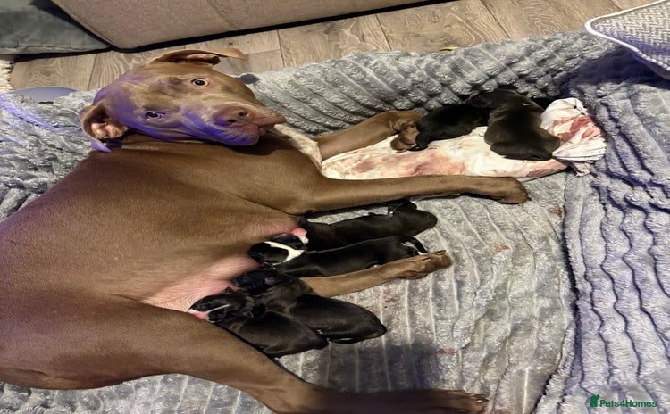 Mixed Breed dogs Beautiful 8 week old pups  - Advert 14