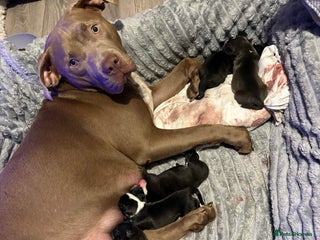 Mixed Breed dogs Beautiful 8 week old pups - Advert 3