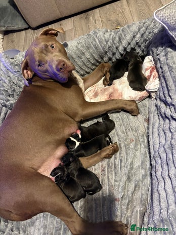 Mixed Breed dogs Beautiful 8 week old pups - Advert 14