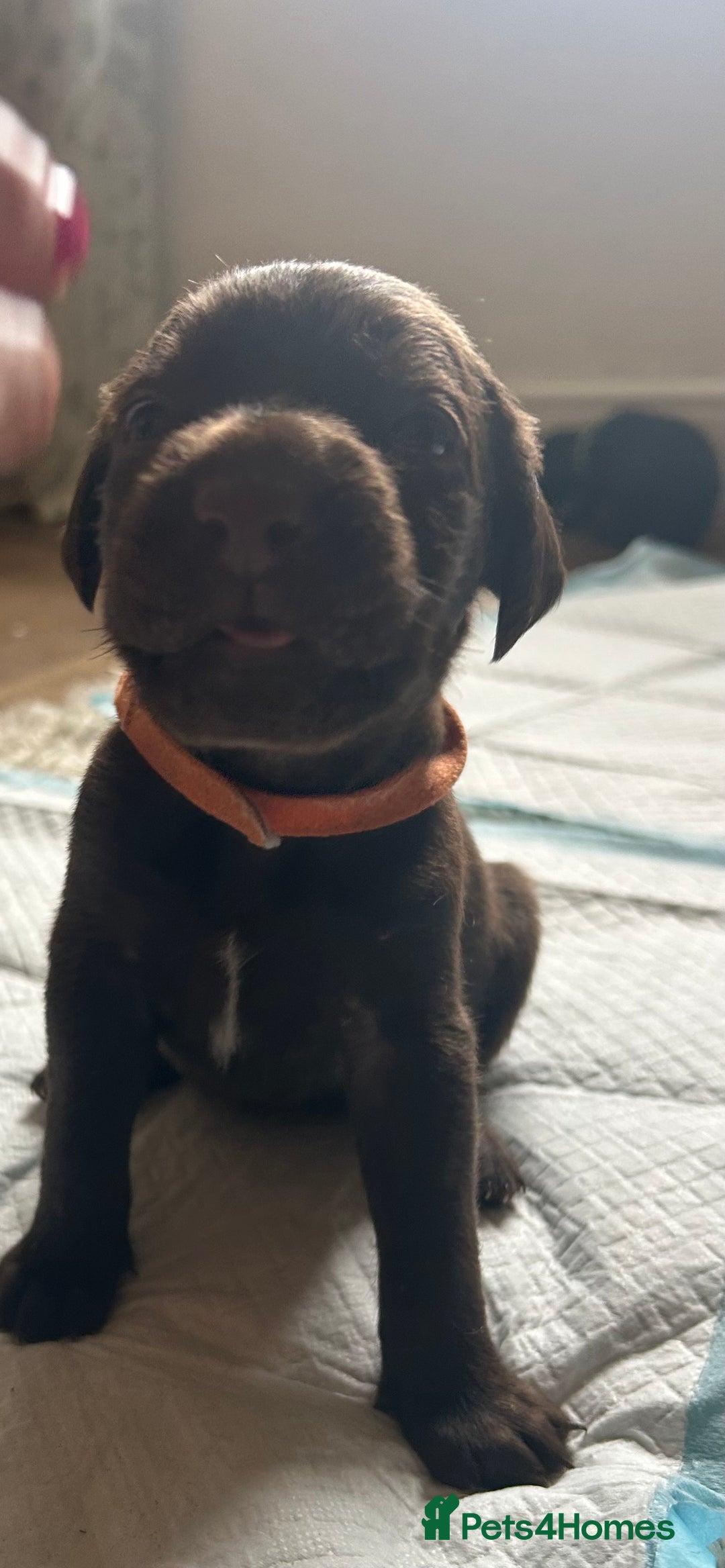 Mixed Breed dogs for sale: 🐾 German wirehaired pointer x Labrador 🐾  - Image 8