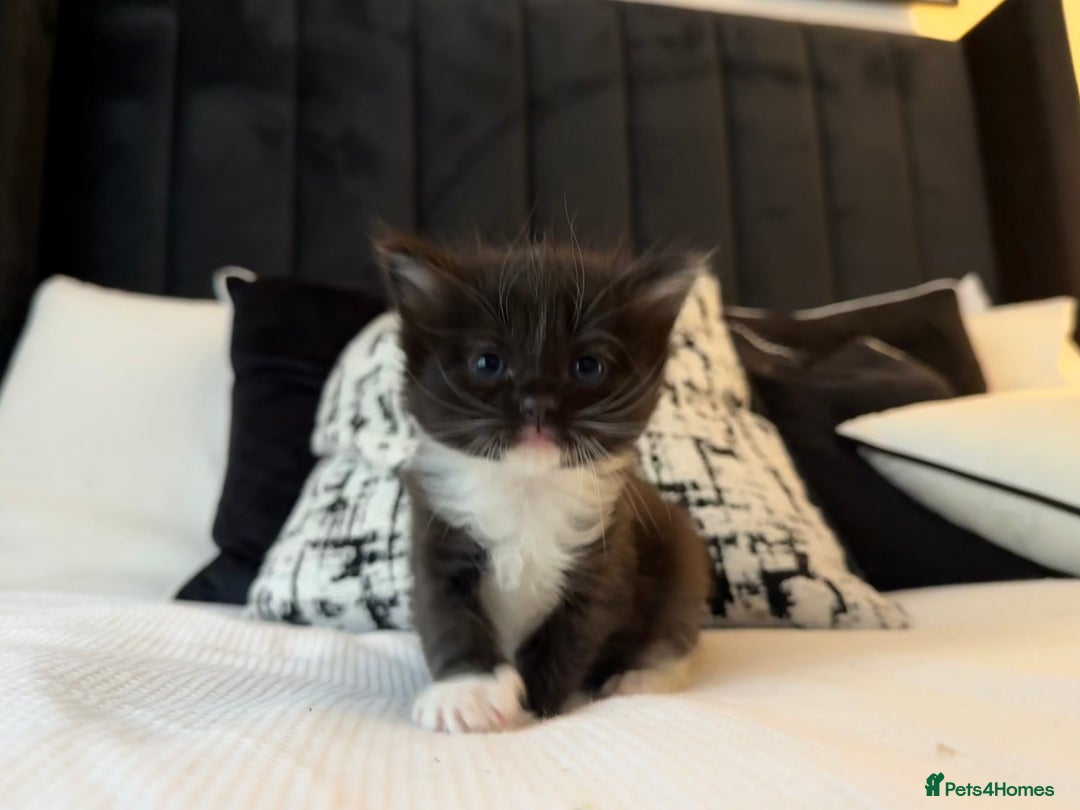 British Longhair cats for sale: British long hair cross  in Leiston - Image 1