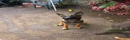 Mixed Breed dogs for sale: AstridGSDxMali - Advert 2
