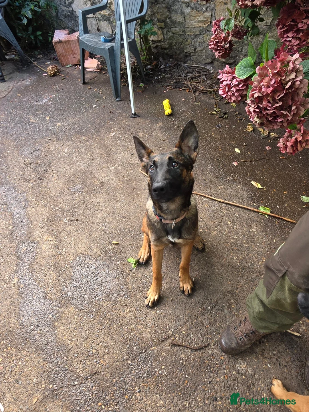 Mixed Breed dogs for sale: AstridGSDxMali - Advert 2