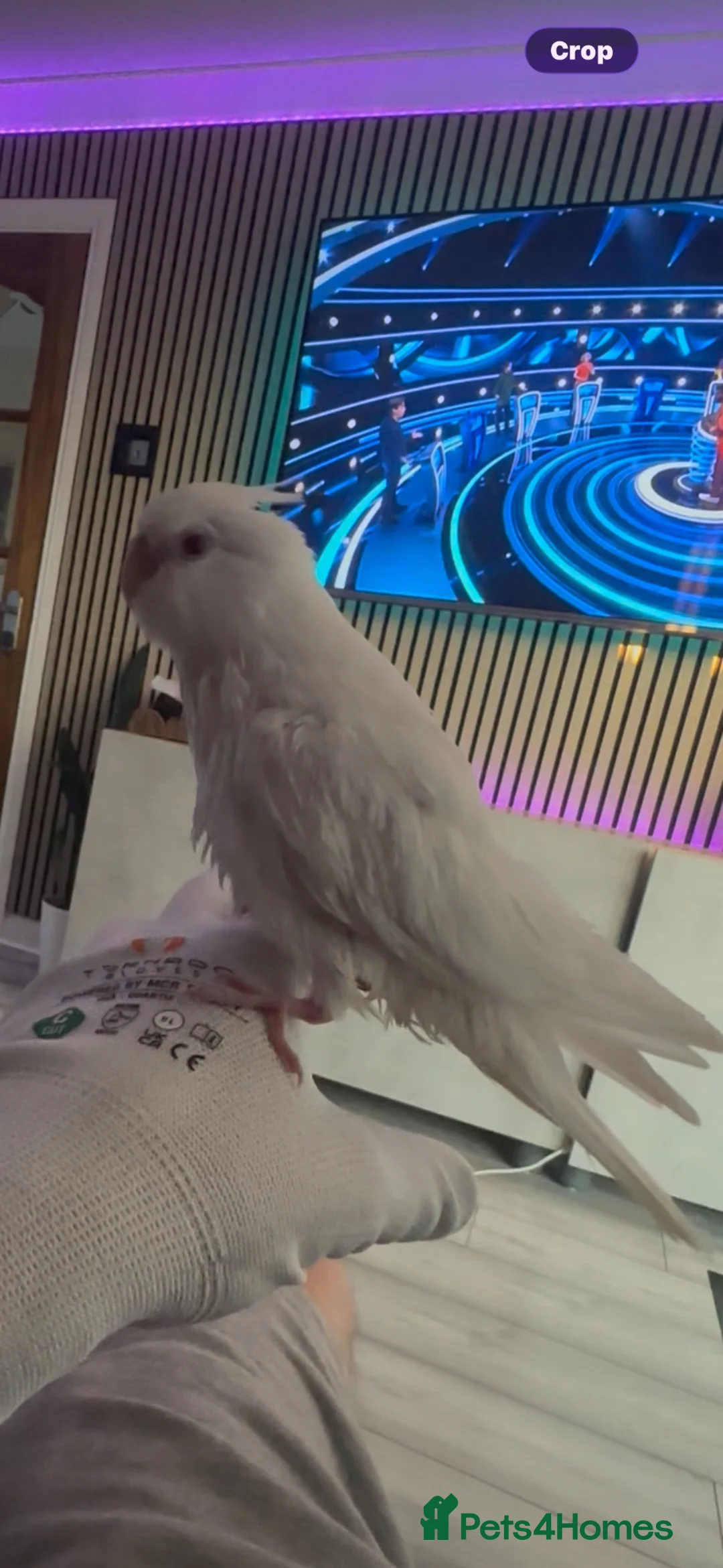Cockatiels birds for sale:  BEAUTIFUL HAND-TAMED COCKATIEL CHICKS AVAILABLE  - Advert 7
