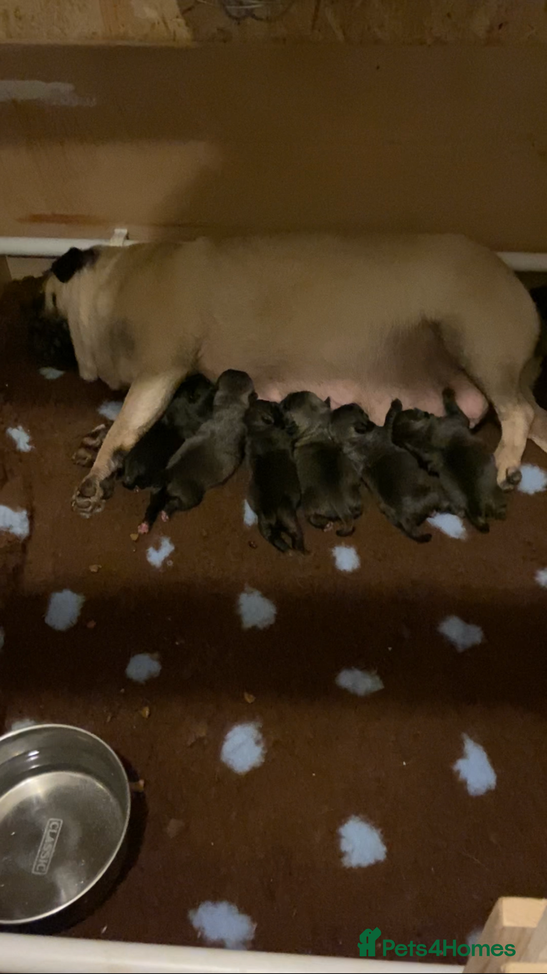 Pug dogs for stud: KC reg silver pug for stud  in Wolverhampton - Image 2