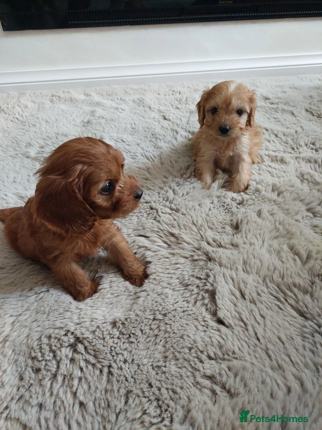 Cavapoo dogs for sale: Cavapoo puppies - Advert 2