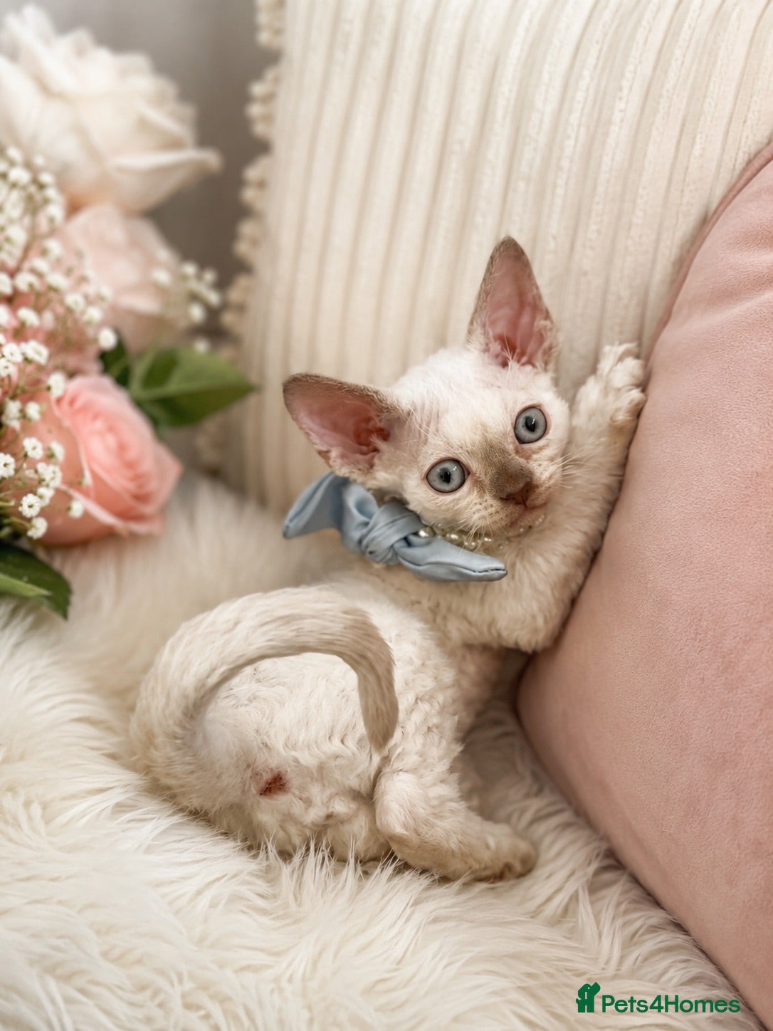 Devon Rex cats 3 stunning Devon Rex Boys Available GCCF - Advert 2