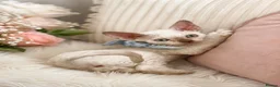 Devon Rex cats for sale: READY NOW 3 stunning Devon Rex Boys Available GCCF - Advert 4