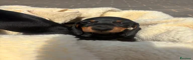 Miniature Dachshund 2