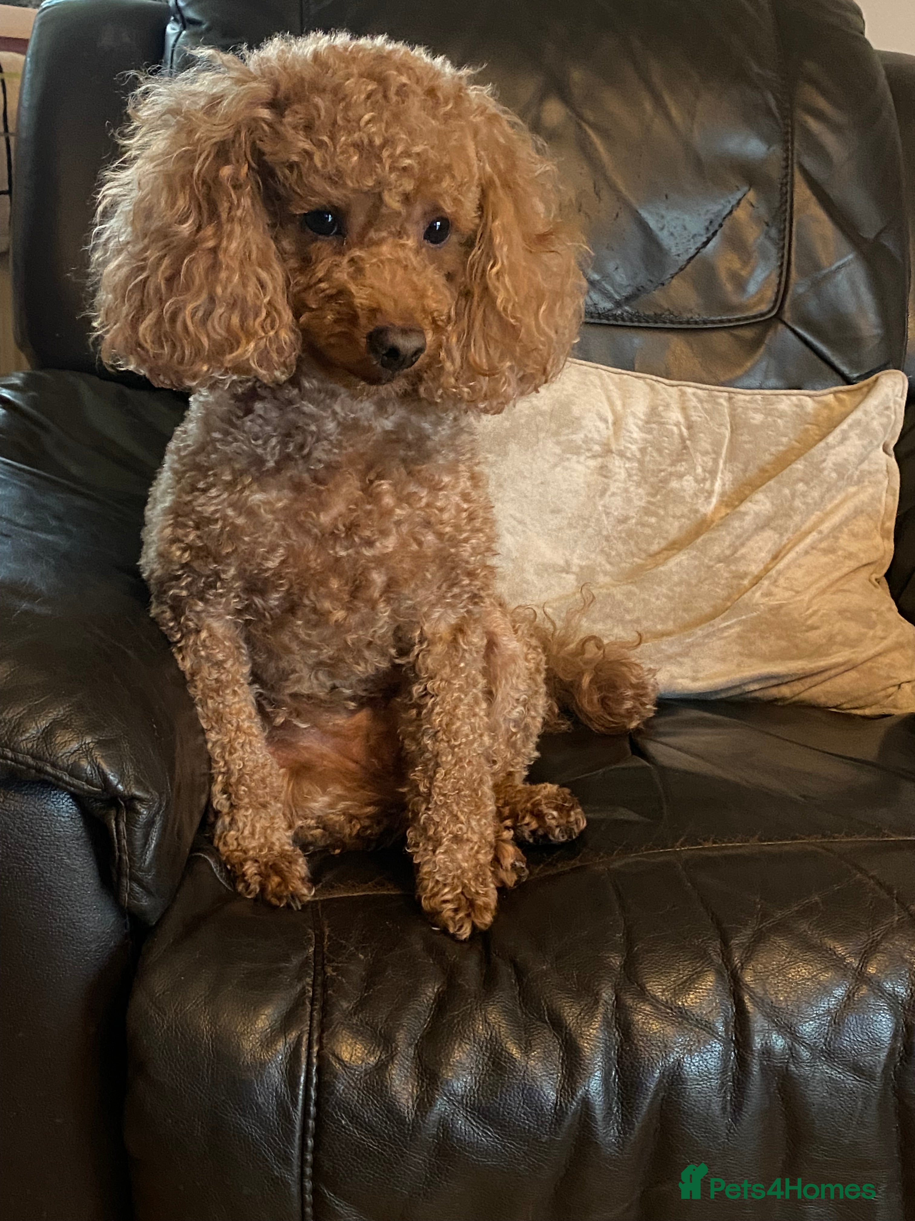 Toy Poodle dogs Proven red toy poodle For stud  ( Health tested )  in Rotherham - Advert 11