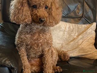 Toy Poodle dogs Proven red toy poodle For stud ( Health tested ) in Rotherham - Advert 11
