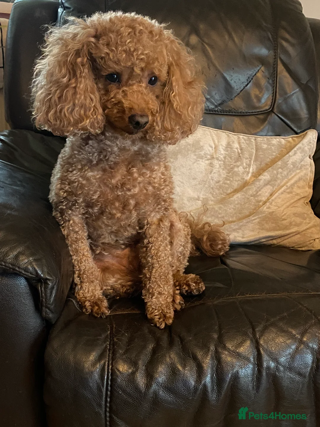 Toy Poodle dogs for stud: Proven red toy poodle For stud  ( Health tested )  in Rotherham - Advert 1