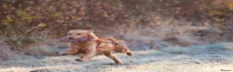 Golden Retriever dogs for sale: ✨Due✨ Health tested, KC working golden retrievers - Advert 11