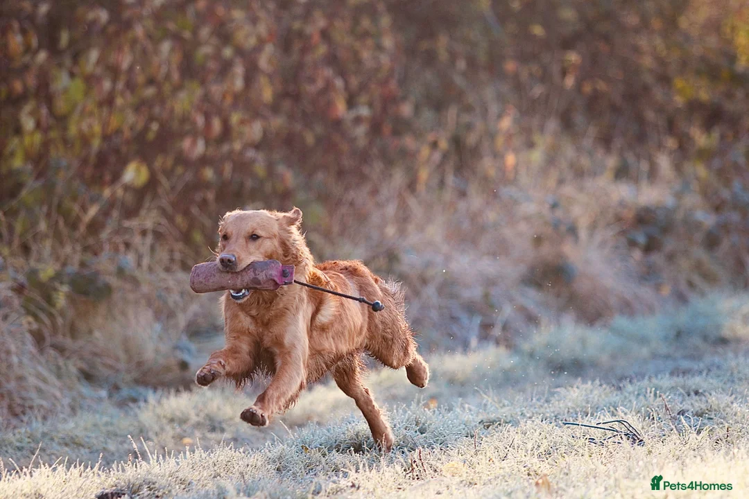 Golden Retriever dogs for sale: ✨Due✨ Health tested, KC working golden retrievers - Advert 11