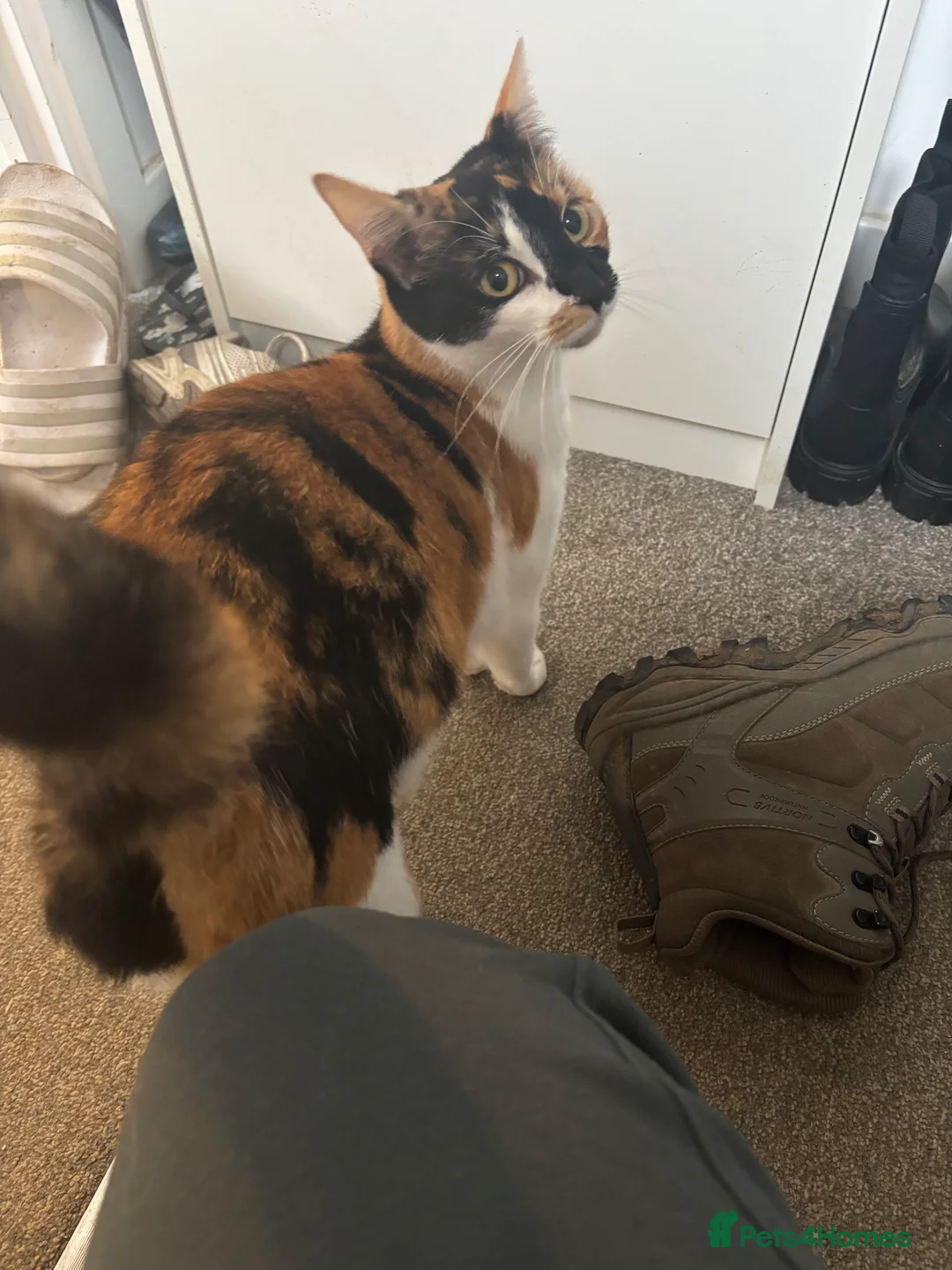 Mixed Breed cats for sale: Kittens for sale  - Advert 2