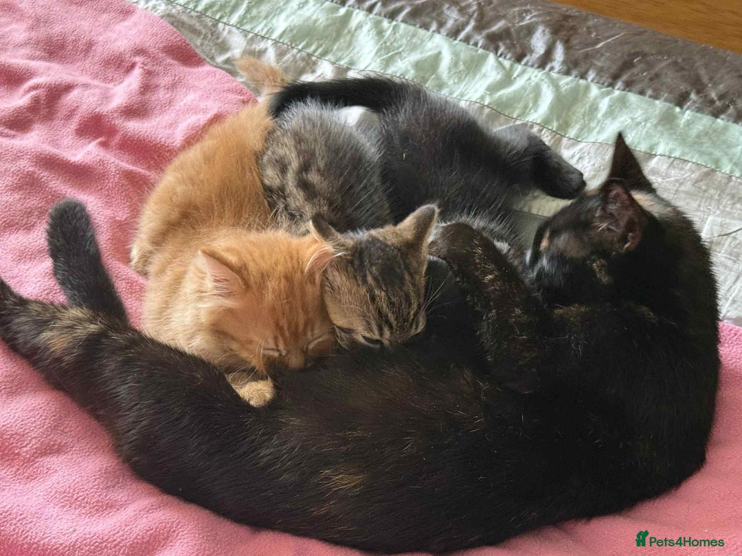 Mixed Breed cats for sale: Beautiful kittens available  - Image 13