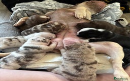 French Bulldog dogs for sale: QUALITY FRENCH BULLDOG PUPPIES - Advert 22