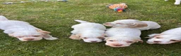 Mixed Breed dogs for sale: Clumber x Puppies  - Advert 10