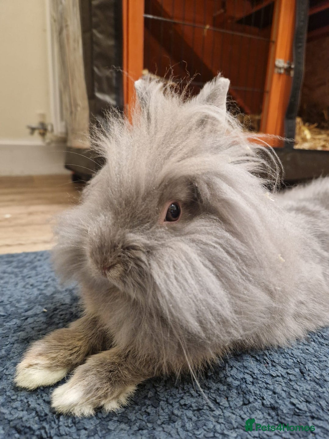 Lionhead rabbits for sale: Beautiful Lion head Rabbit & Full Setup - Advert 2