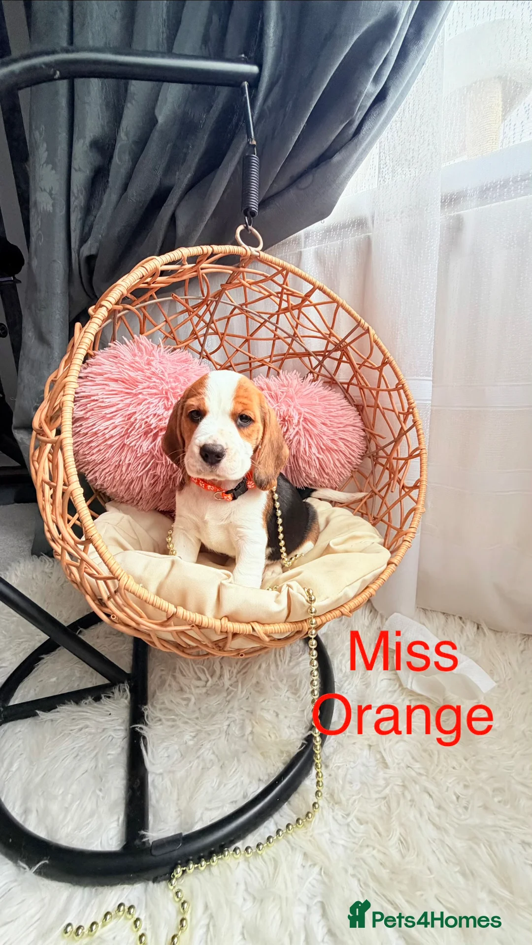 Beagle dogs for sale: 💞BEAUTIFUL BEAGLE PUPPIES 💞 - Advert 2