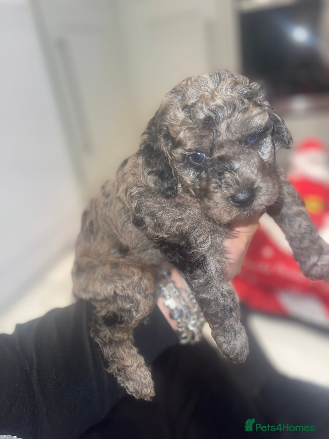 Cockapoo dogs for sale: Cockerpoo FB1 ready to leave  **  Eve  - Advert 13