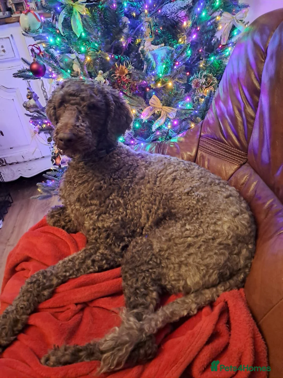 Labradoodle dogs for stud: Hypoallergenic Labradoodle STUD Proven Vet Checked - Advert 2