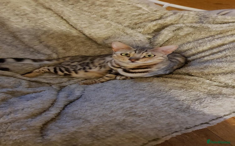 Bengal cats - Advert 2