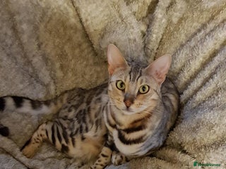 Bengal cats - Advert 20