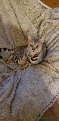 Bengal cats - Advert 2