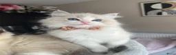 Ragdoll cats for sale: Registered Ragdoll kittens for sale - Advert 12