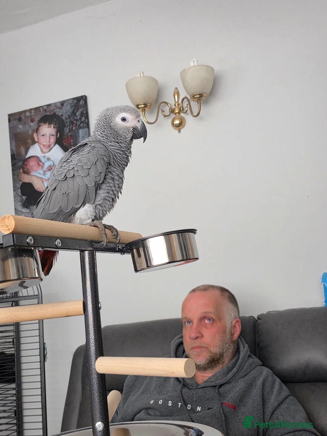 Parrots birds for sale: African grey parrot in Chorley - Advert 3