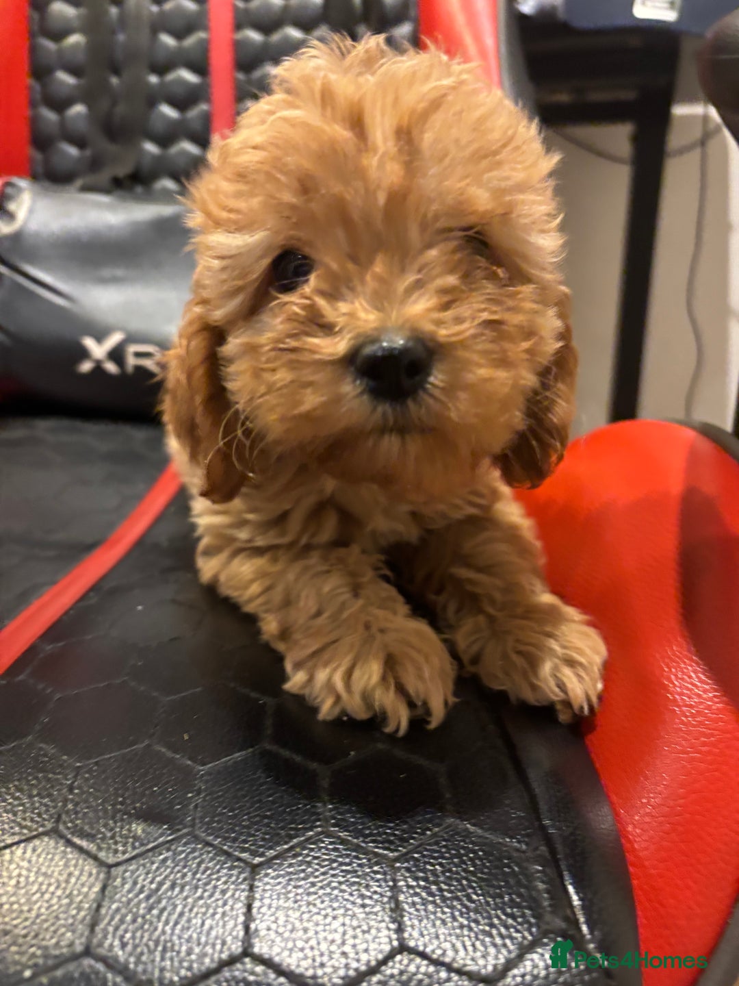 Cockapoo dogs for sale: Beautiful gold Cockapoo puppies - Advert 29