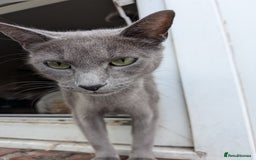 Mixed Breed cats for sale: Blue russian female - Image 17