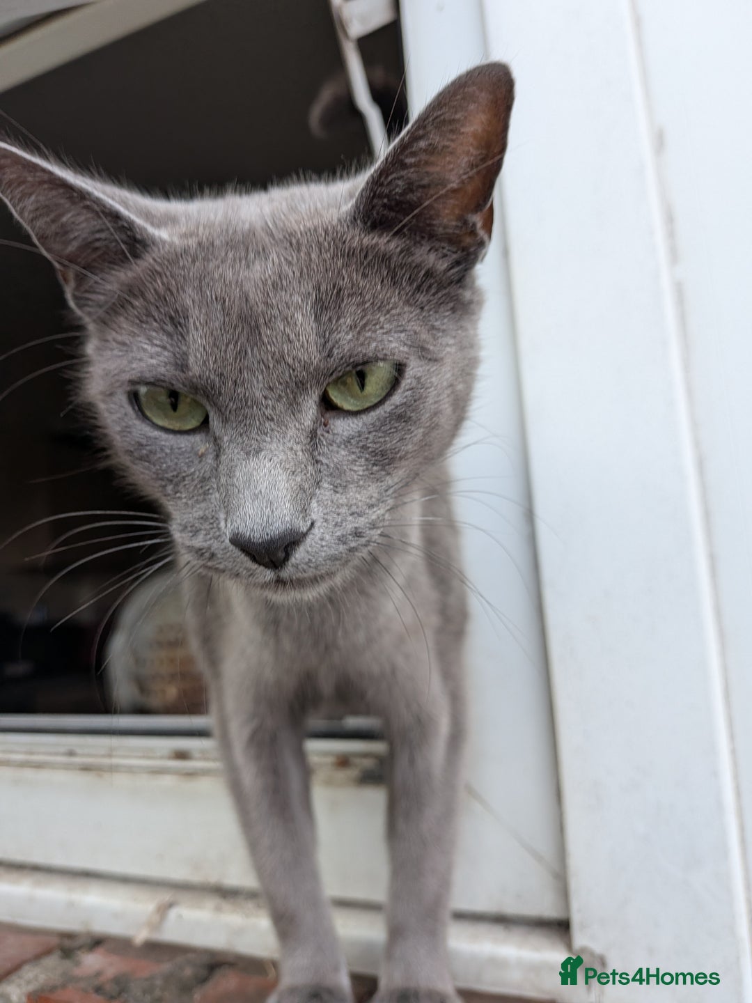 Mixed Breed cats for sale: Blue russian female - Image 17