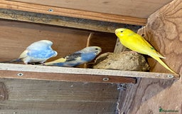 Budgerigars birds for sale: Baby budgies - Image 10
