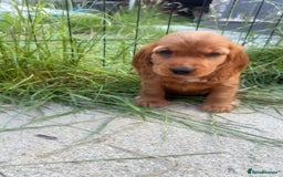 Cocker Spaniel dogs for sale: 🐾💖Perfect 9 week old red show cocker spaniel - Image 2