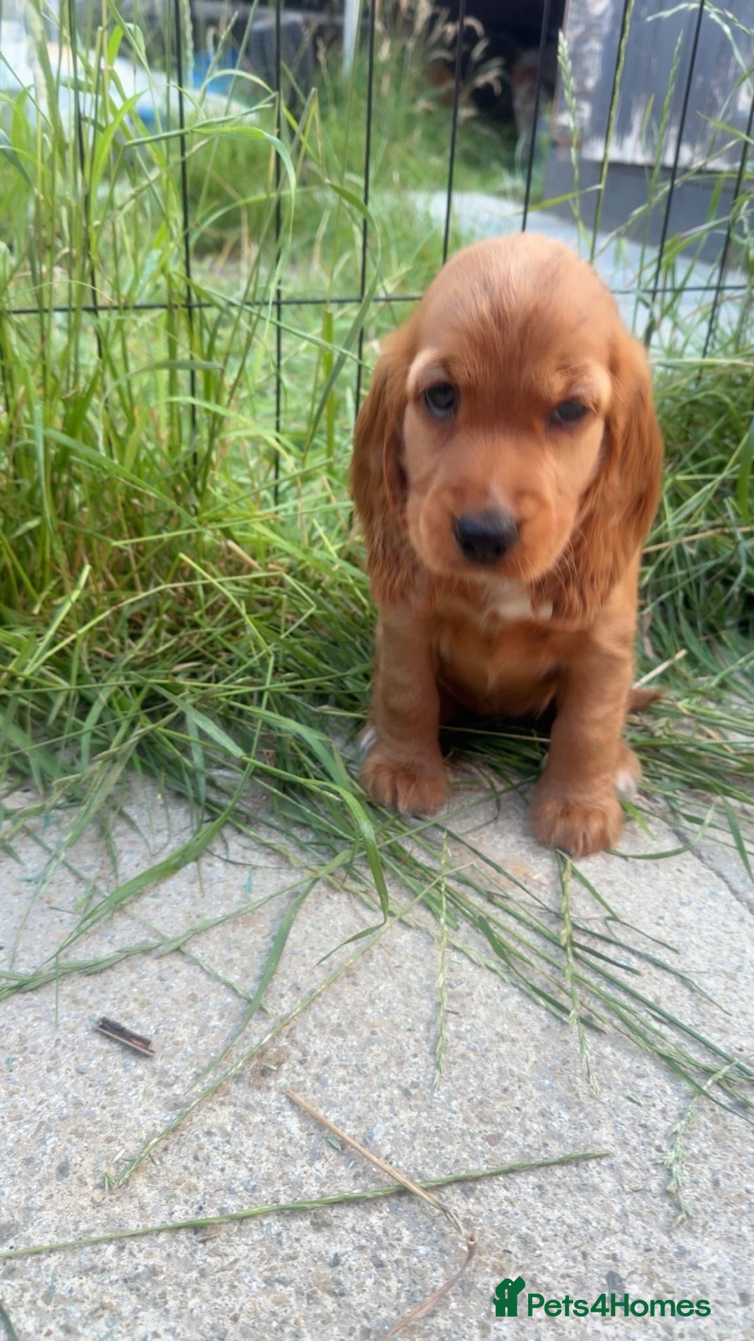 Cocker Spaniel dogs for sale: 🐾💖Perfect 9 week old red show cocker spaniel - Image 2