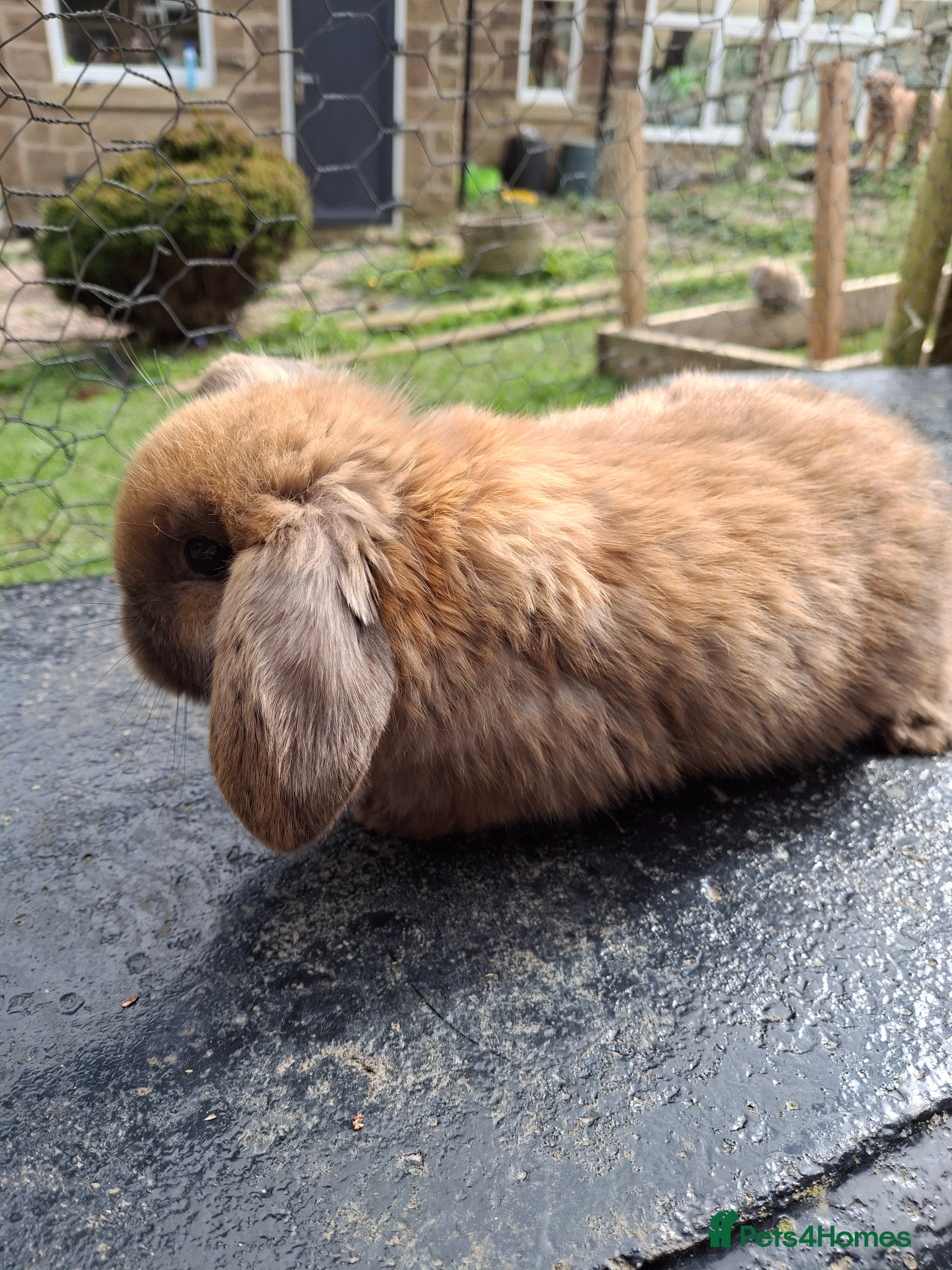 Mini Lop rabbits Beautiful Baby Mini Lops - Advert 1