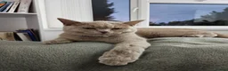 British Shorthair cats for sale: B Mohammed  - Advert 6