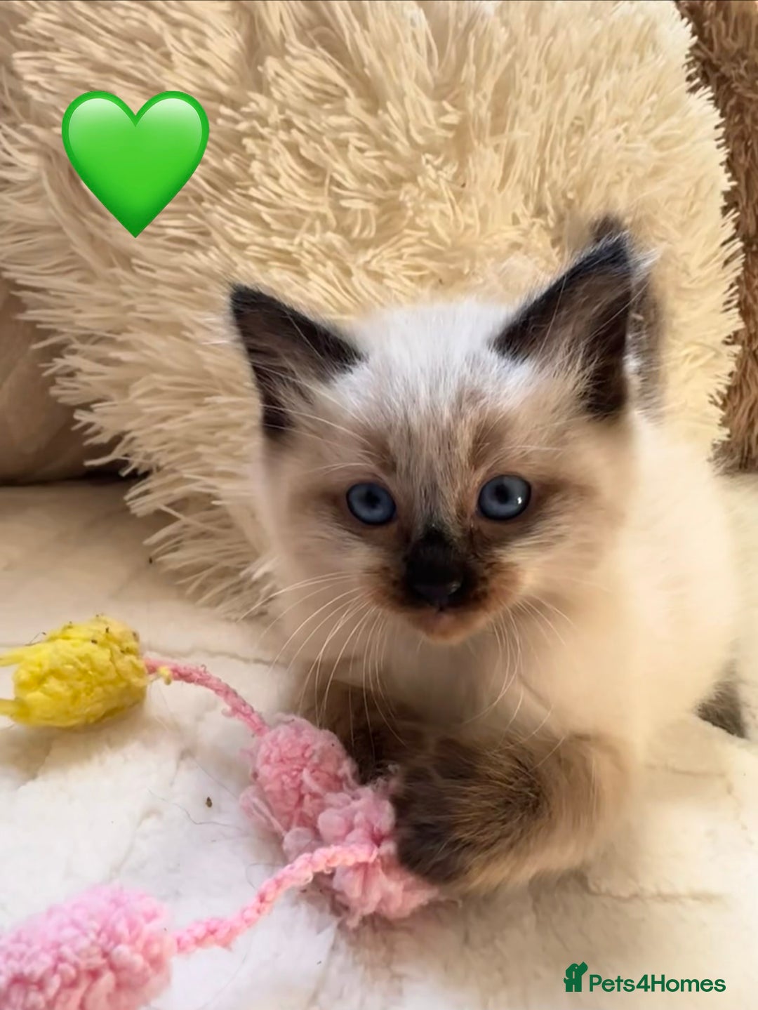 Ragdoll cats for sale: 🩷🌸7 weeks🌸6 Purebred Ragdoll🌸🩷 - Advert 3