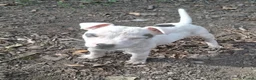 Jack Russell dogs for sale: Fully vaccinated JRT male puppy - Advert 7