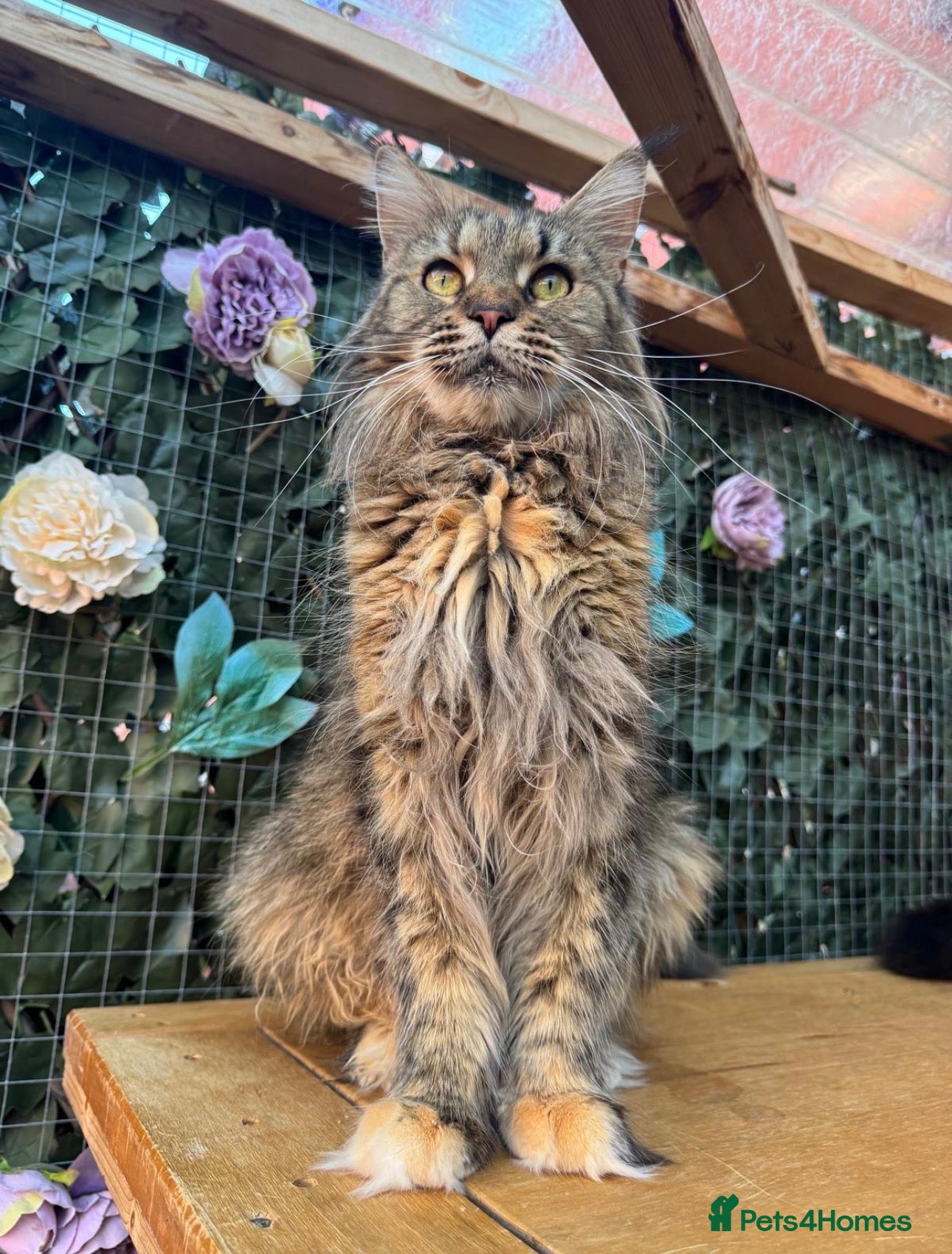 Maine Coon cats Maine Coon Kittens 🏆 20+ gen 🧬 Full Pedigree - Advert 1