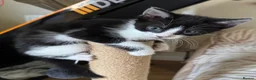 Mixed Breed cats for sale: 5 Kittens Available❤️ - Advert 11