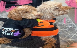 Cockapoo dogs for sale: Cockerpoo 8 months boy - Image 2