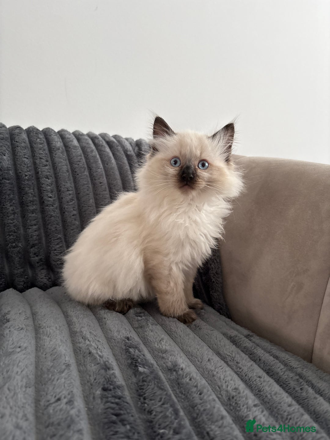 Ragdoll cats for sale: 2 Ragdoll Kittens left 🐾🤍 READY TO LEAVE NOW! - Image 4