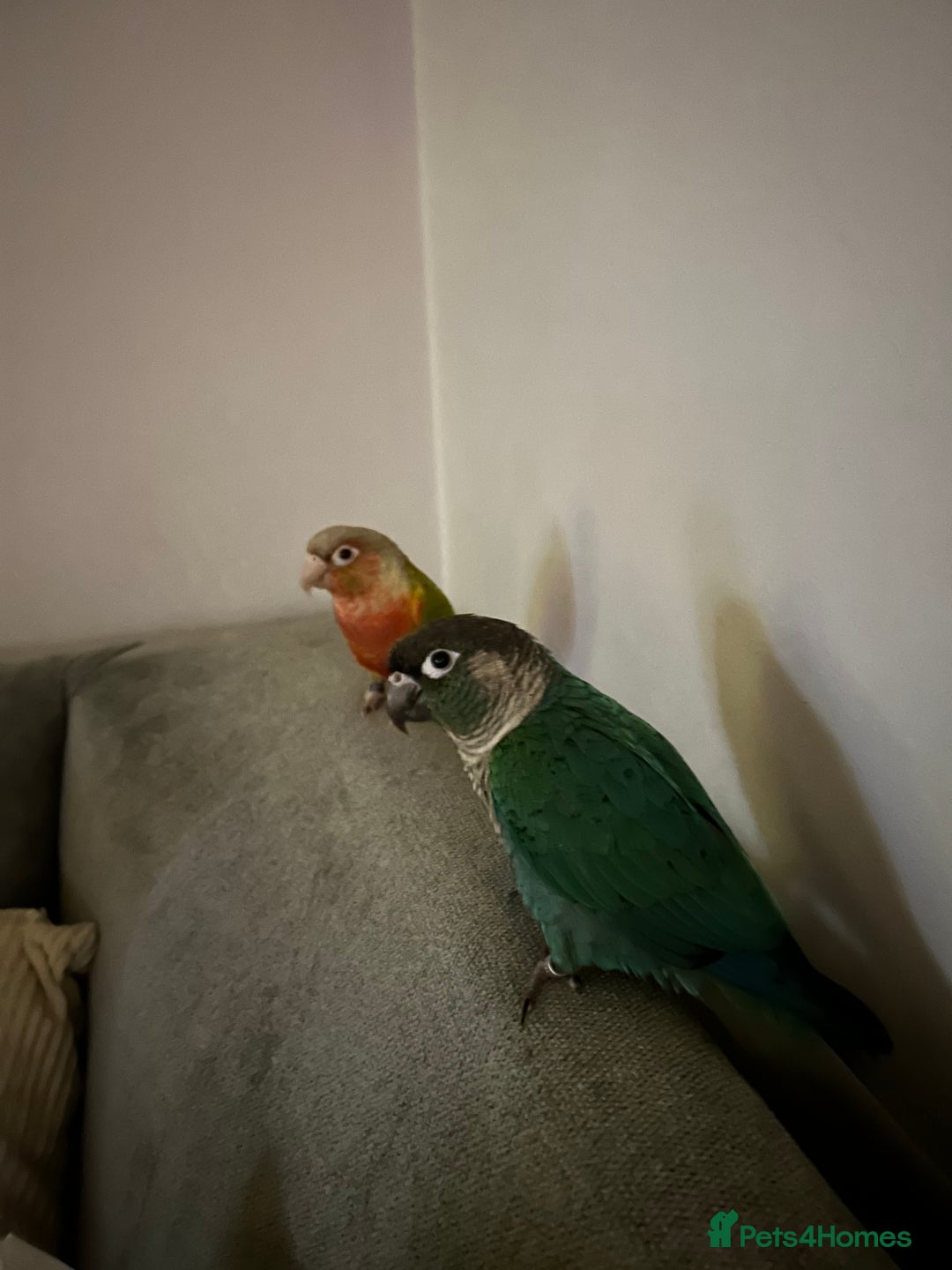 Conures birds for sale: 2x conures mating pair  - Advert 5