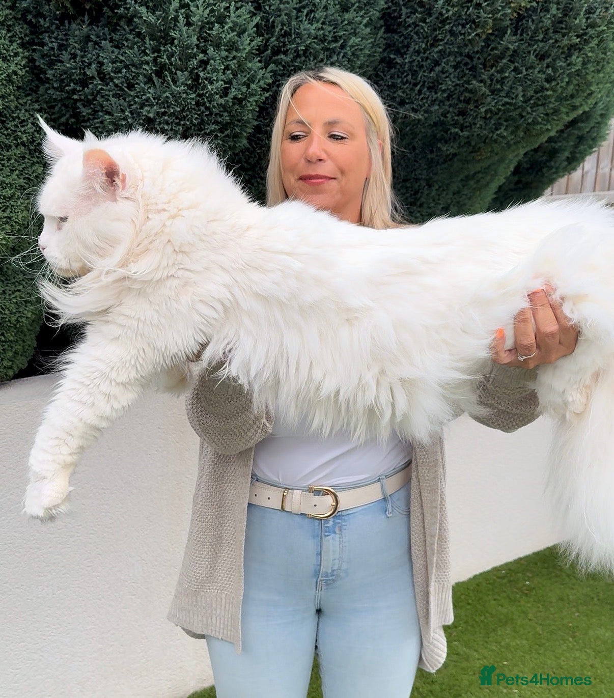 Maine Coon cats Outstanding pedigree kittens - Advert 17